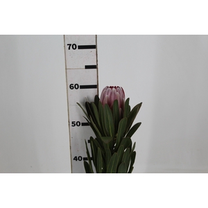 PROTEA PINK ICE