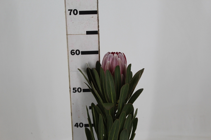 <h4>PROTEA PINK ICE</h4>