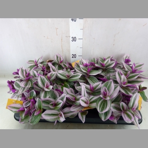 Tradescantia albif. 'Nanouk'