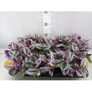 Tradescantia albif. 'Nanouk'