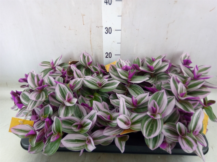 <h4>Tradescantia albif. 'Nanouk'</h4>
