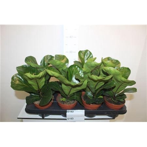 Ficus Lyrata Bambino