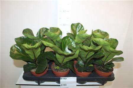 <h4>Ficus Lyrata Bambino</h4>