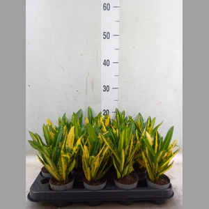 Codiaeum var. KL 'Sunny Star'