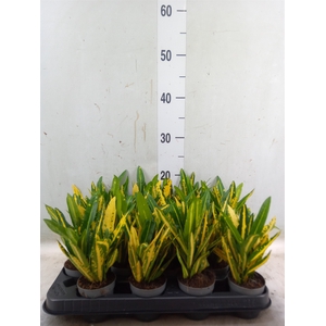 Codiaeum var. KL 'Sunny Star'