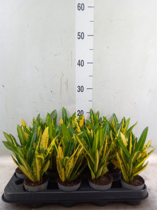 <h4>Codiaeum var. KL 'Sunny Star'</h4>