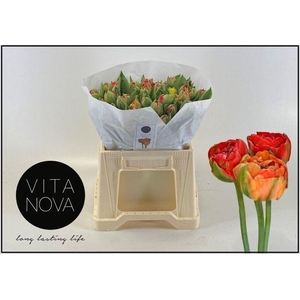 TU DU GUDOSHNIK DOUB