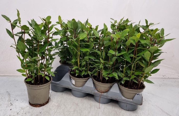 <h4>LAU NOBILIS</h4>