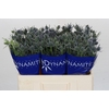 Eryngium Blue Dynamite