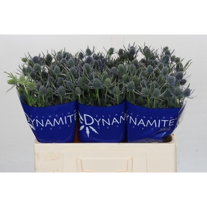 Eryngium Blue Dynamite