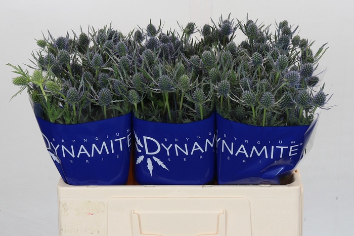 Eryngium Blue Dynamite