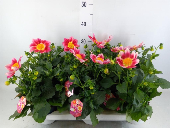 <h4>Dahlia  'Summerbees Red Bicolor'</h4>