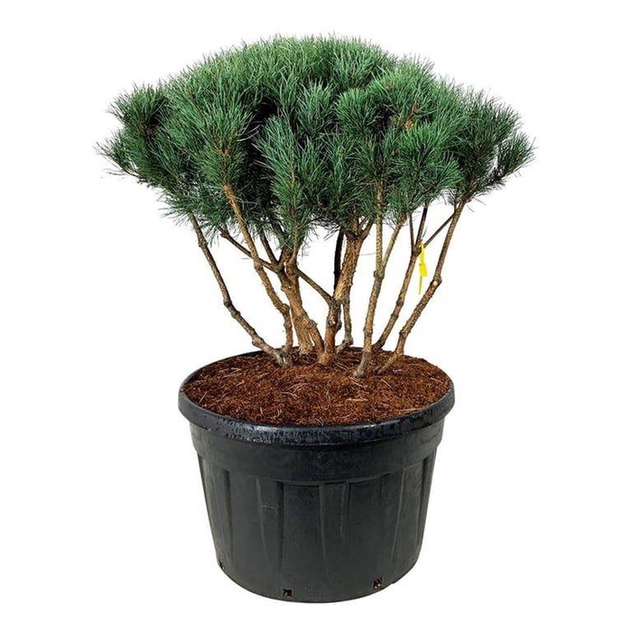 <h4>Pinus sylv. 'Watereri'</h4>
