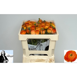 RAN EL ORANGE