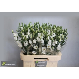 EUS E PICCO WHITE