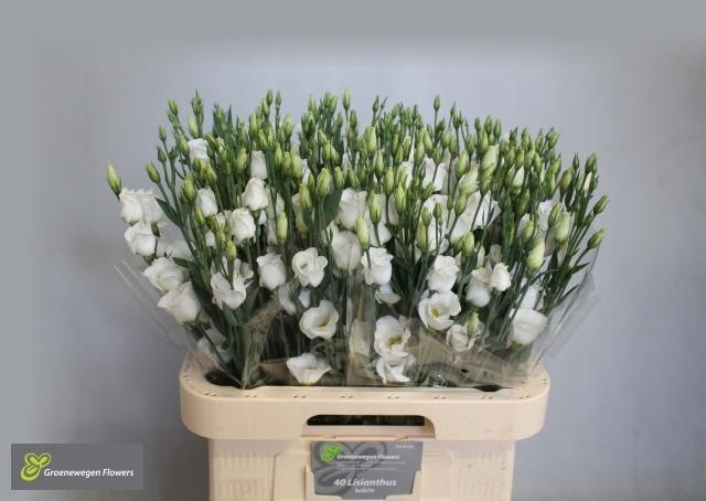 <h4>EUS E PICCO WHITE</h4>