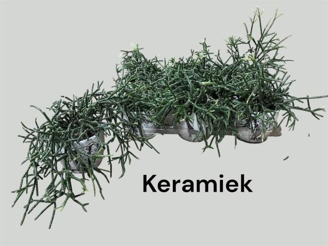 <h4>RHIPSALIS PILOCARPA</h4>