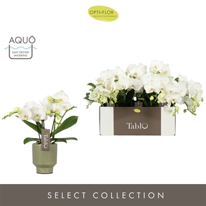 Tablo Champagne 3 spike in Emilia Green Aquo