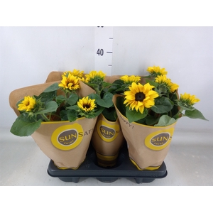 Helianthus an. 'Sunsation Flame'