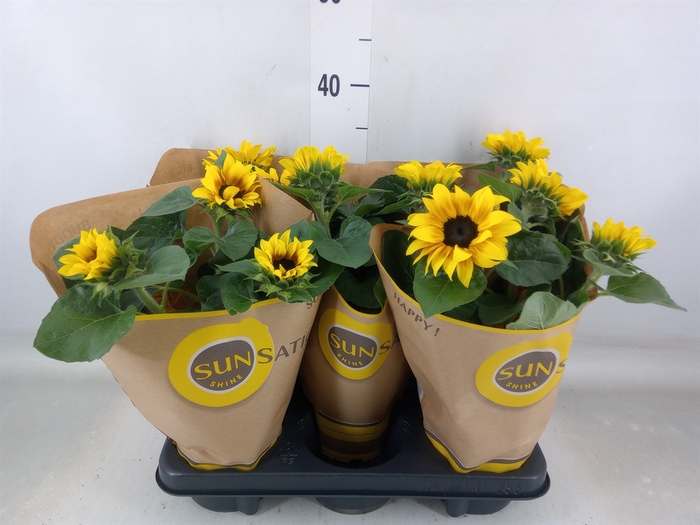 <h4>Helianthus an. 'Sunsation Flame'</h4>