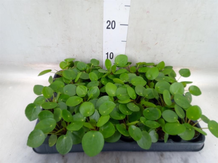 <h4>Pilea peperomioides</h4>