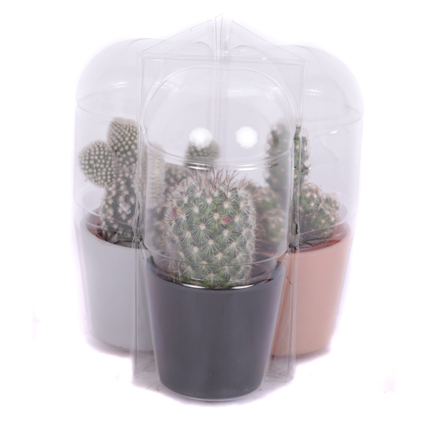 <h4>3x Cactus 5,5 cm in gekleurd glas pot in driehoek blister</h4>