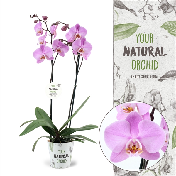 <h4>Your Natural Orchid | Milwaukee | Phalaenopsis 2 spike</h4>