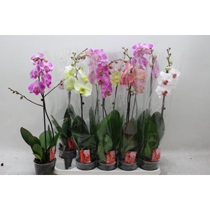 PHAL GEM