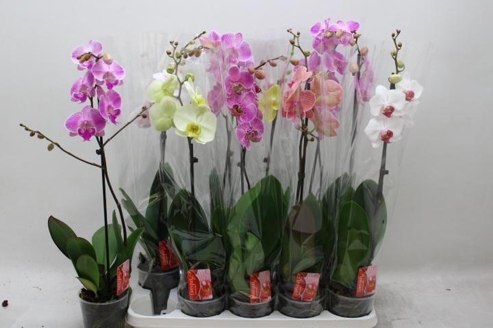 <h4>PHAL GEM</h4>