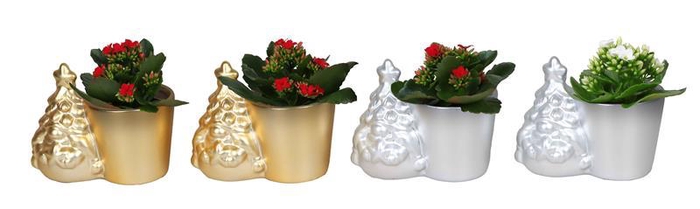 <h4>KALANCHOE BLOSSFELDIANA 'MINI'</h4>