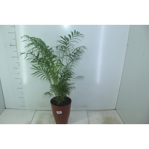 CHAMAEDOREA ELEGANS P17