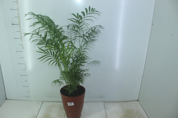<h4>CHAMAEDOREA ELEGANS P17</h4>