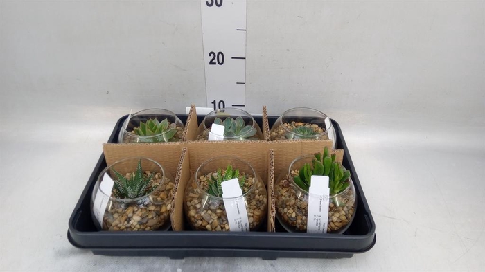 <h4>Arr. Succulents L%</h4>
