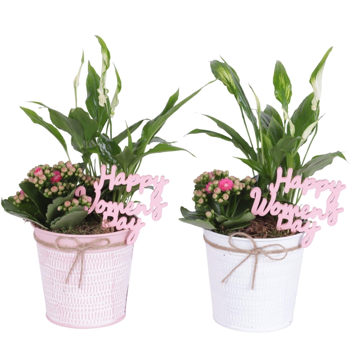 <h4>Womens Day Arr. Indoor Zinc Pot Round Pink/White Ø12cm 2PP</h4>