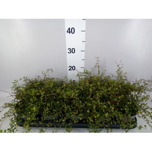 Muehlenbeckia com. 'Golden Girl'