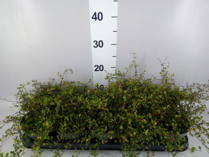 <h4>Muehlenbeckia com. 'Golden Girl'</h4>