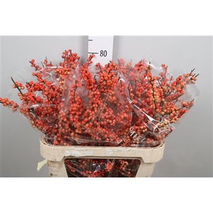 Ilex Ve Oudijks Orange