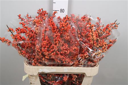 <h4>Ilex Ve Oudijks Orange</h4>