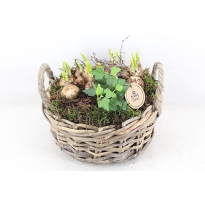 arr4 Narcis PL - Kubumand laag