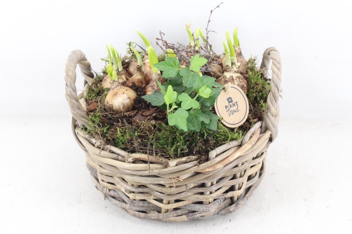 <h4>arr4 Narcis PL - Kubumand laag</h4>