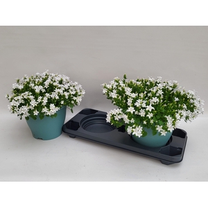 CAMP PORTENSCHLAGIAN