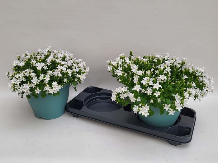 <h4>CAMP PORTENSCHLAGIAN</h4>