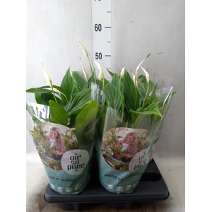 Spathiphyllum  'Pearl Cupido'