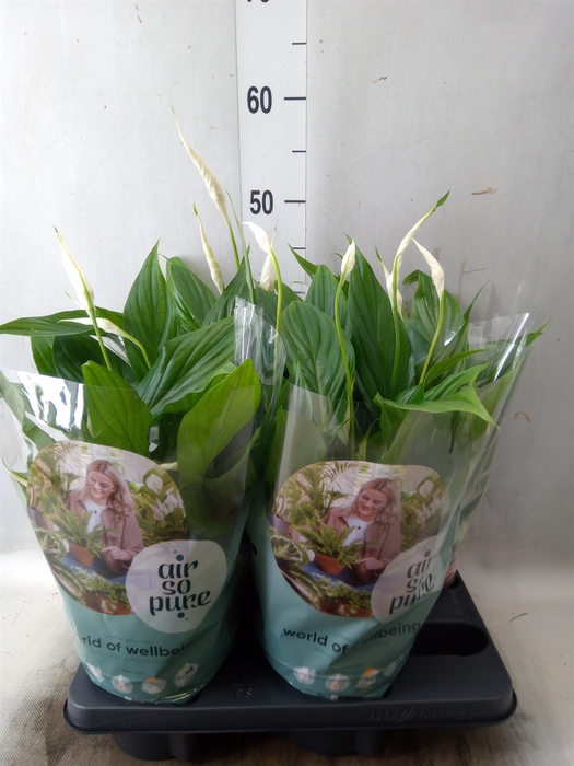 <h4>Spathiphyllum  'Pearl Cupido'</h4>