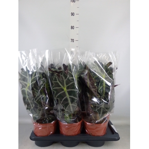 Alocasia amazonica 'Polly'