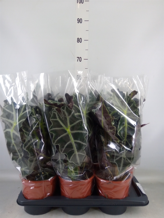 <h4>Alocasia amazonica 'Polly'</h4>
