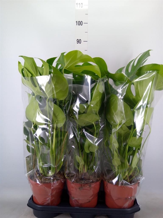 <h4>Monstera delic.</h4>