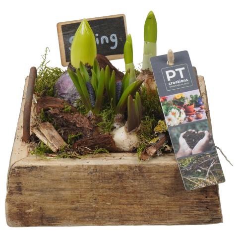 <h4>PTBM3888 Arrangement Flower Bulbs Mix in houten vierkant pot</h4>
