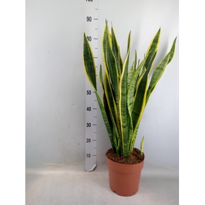 Sansevieria trifa. 'Laurentii'