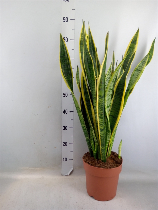 <h4>Sansevieria trifa. 'Laurentii'</h4>